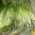 蒜薹精品50~60cm