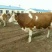 牛犊200~300kg