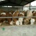 牛犊200~300kg