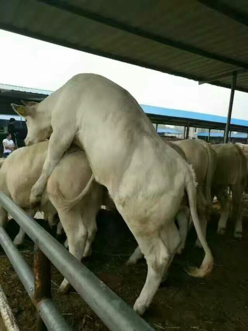 牛犊200~300kg