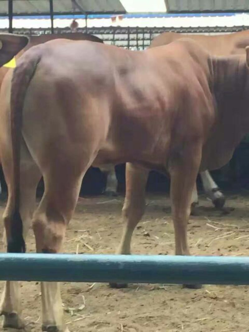 牛犊200~300kg
