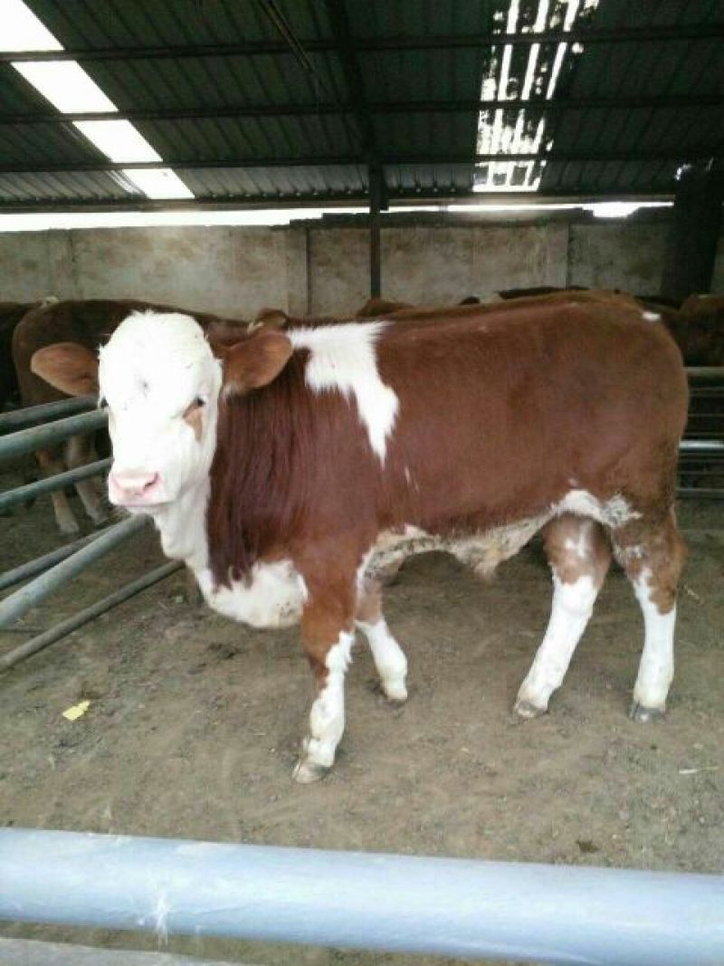 牛犊200~300kg