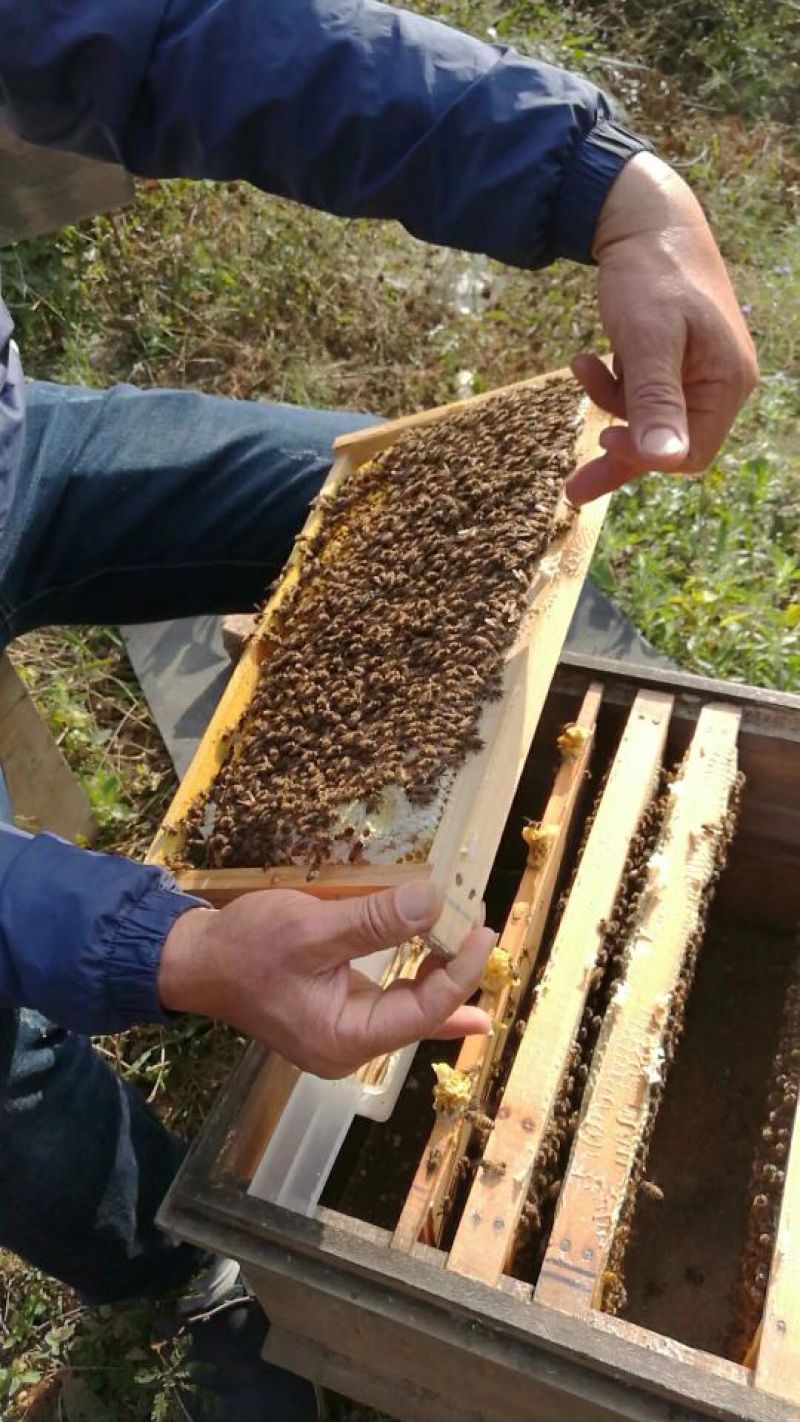 蜜蜂荔枝龙眼蜜