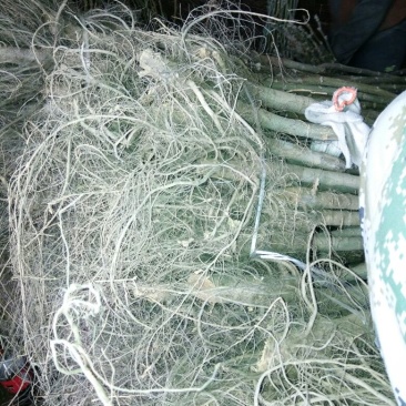 核桃苗150~200cm2~3年