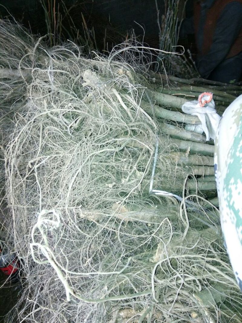 核桃苗150~200cm2~3年