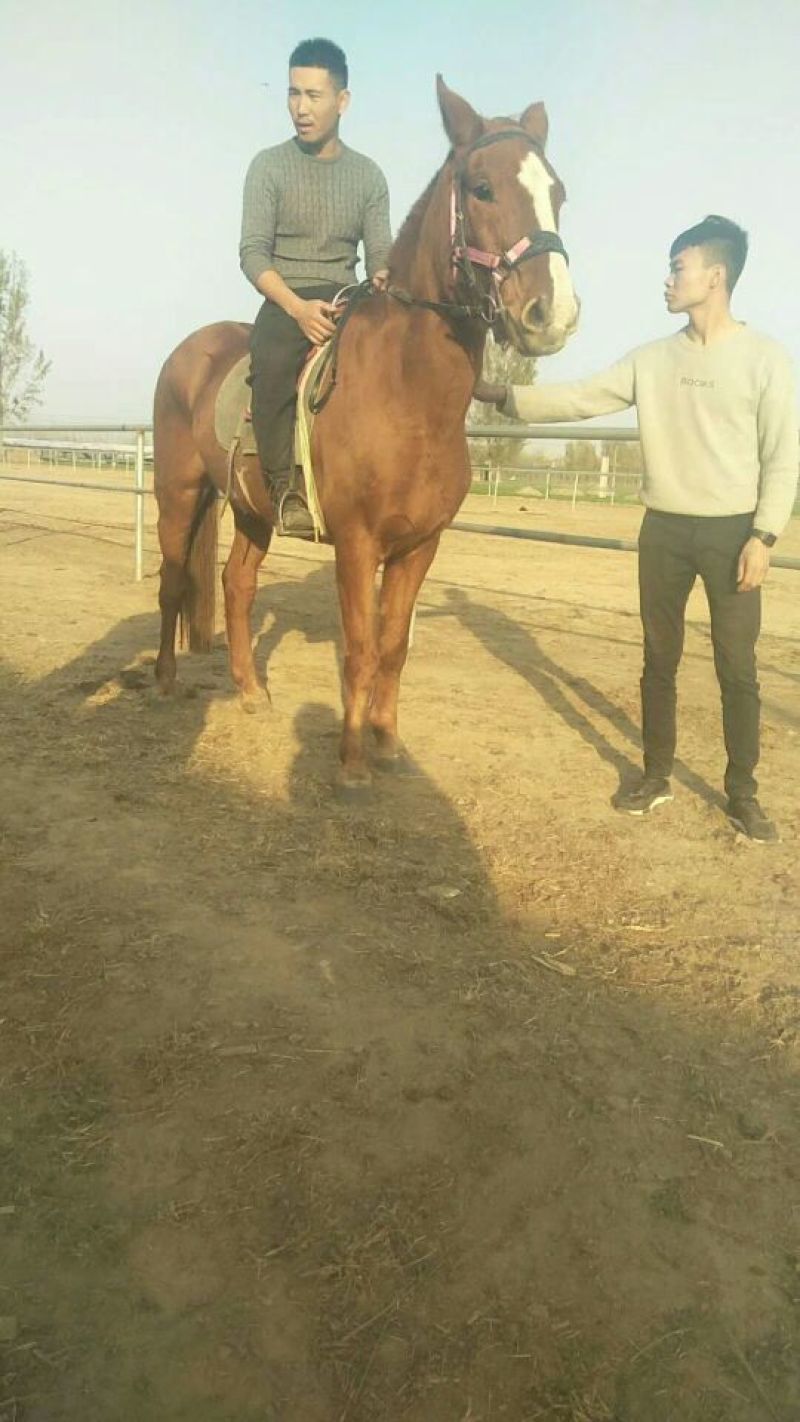肉马200~300kg
