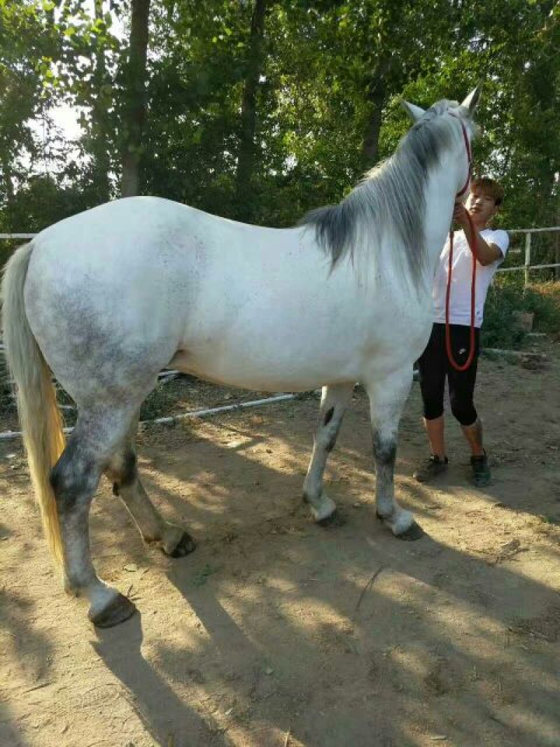 肉马200~300kg