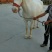 肉马200~300kg