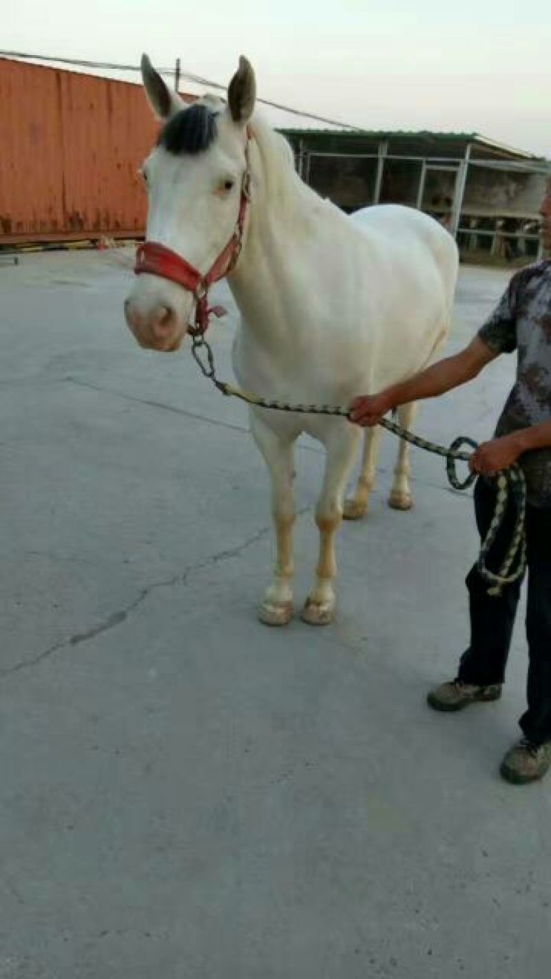 肉马200~300kg