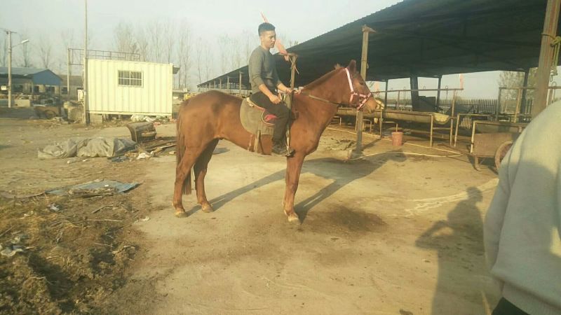 肉马200~300kg