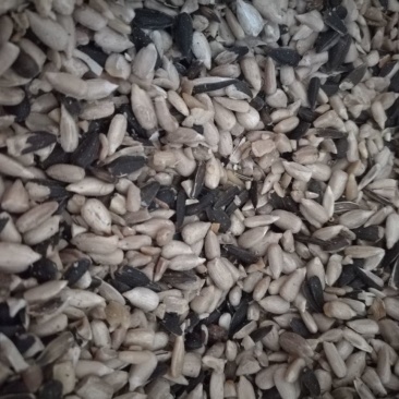 油葵50~80cm