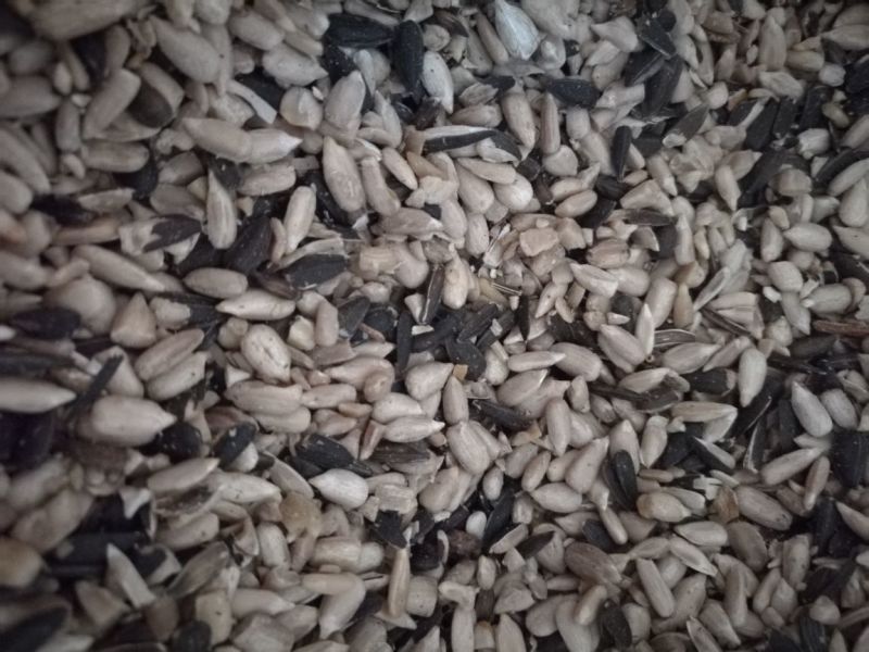 油葵50~80cm