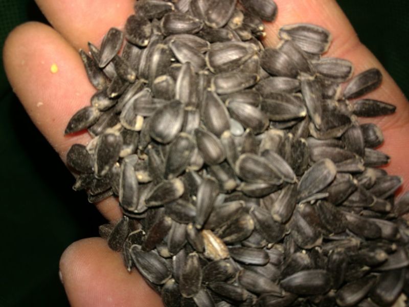 油葵50~80cm