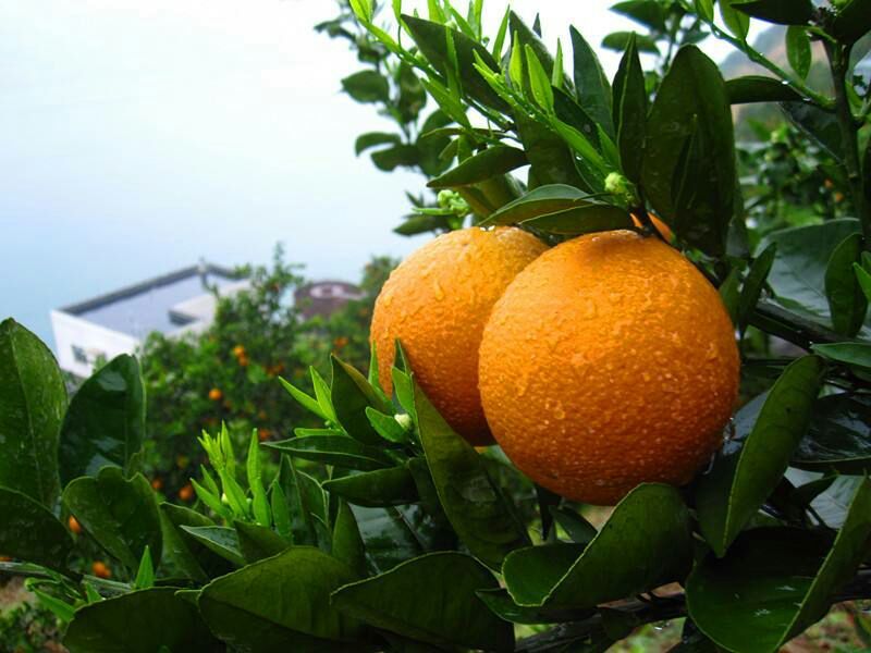 夏橙70~75mm