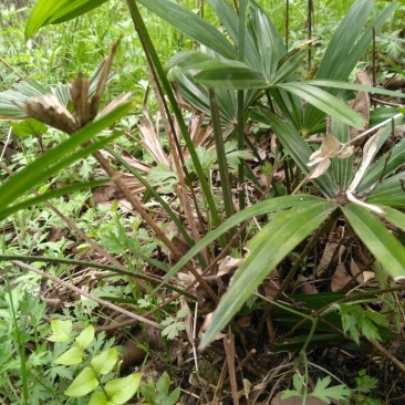 棕榈树20~30cm