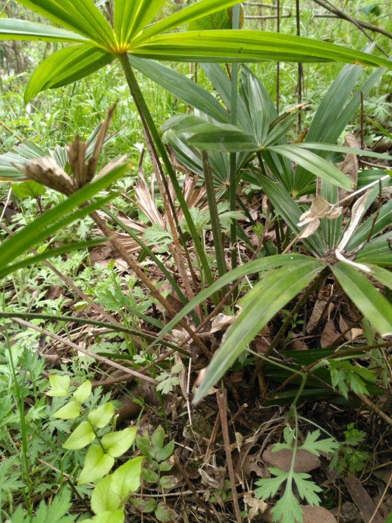 棕榈树20~30cm