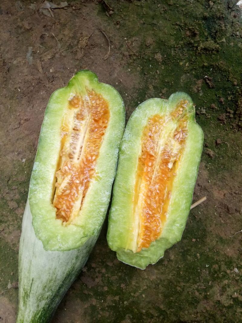 羊角蜜甜瓜统货1斤以上