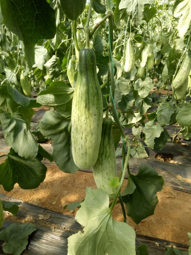 羊角蜜甜瓜统货1斤以上