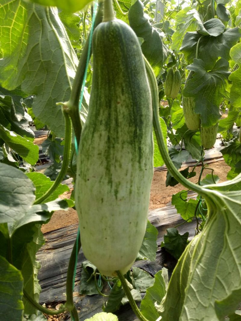 羊角蜜甜瓜统货1斤以上