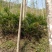 棕榈树20~30cm