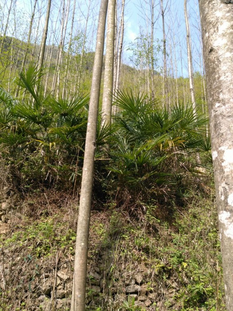 棕榈树20~30cm