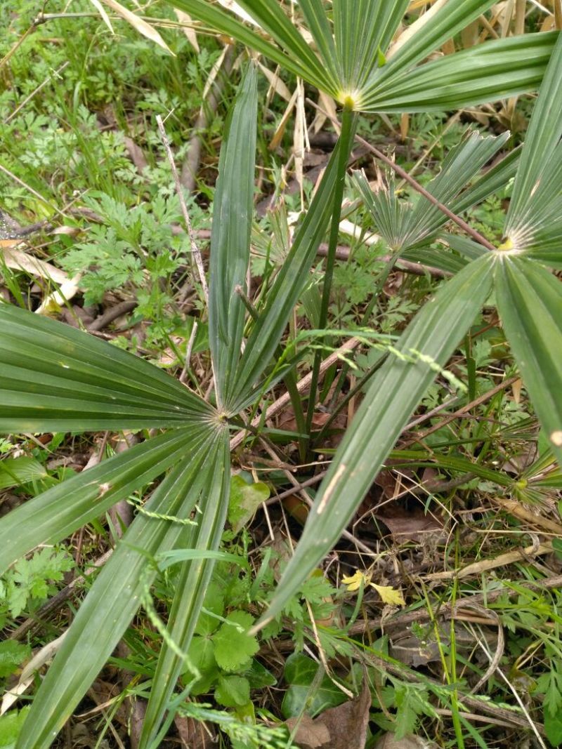棕榈树20~30cm