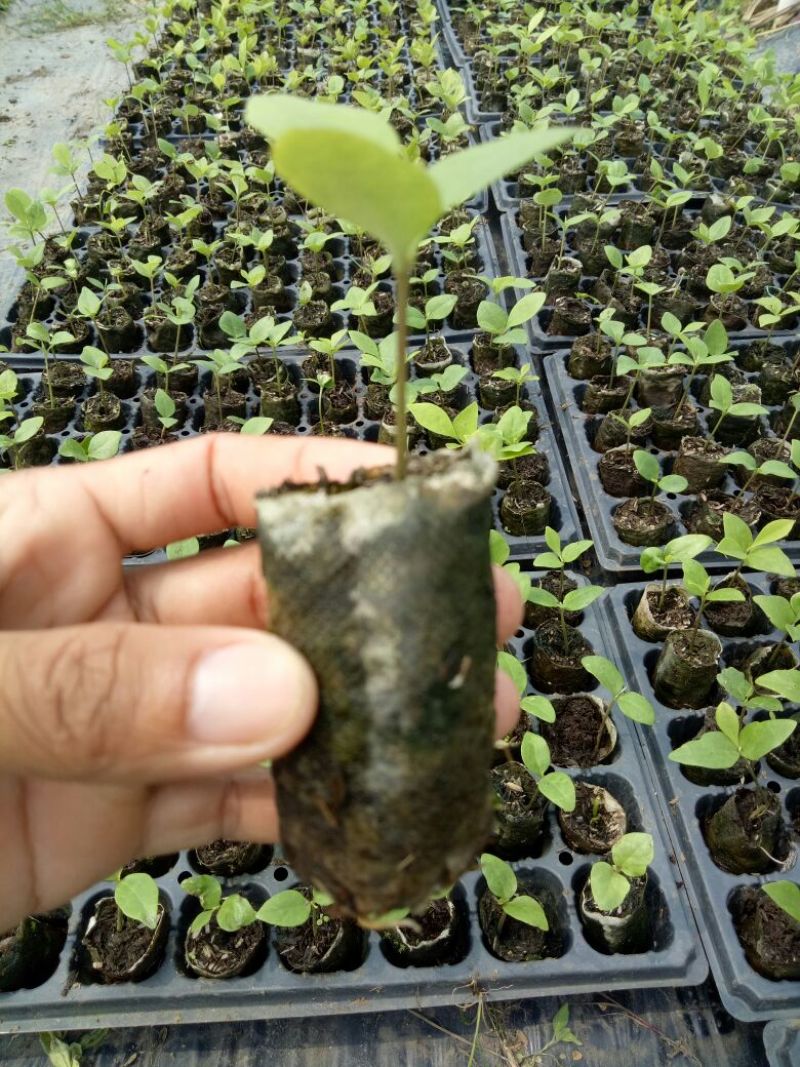 楠木火力楠