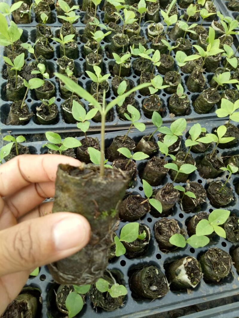 楠木火力楠