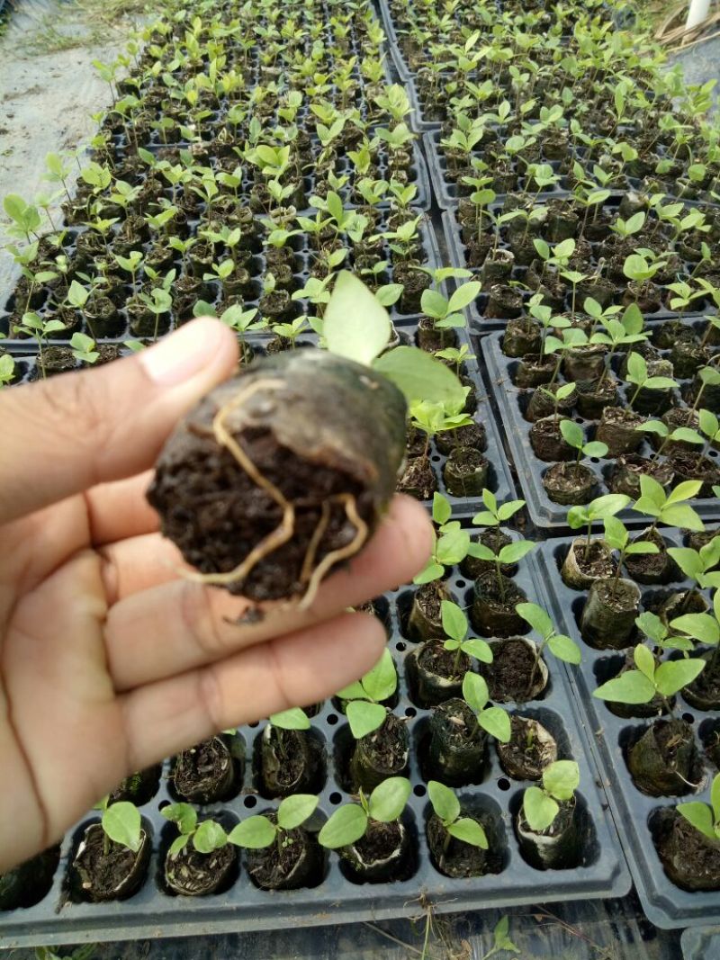 楠木火力楠