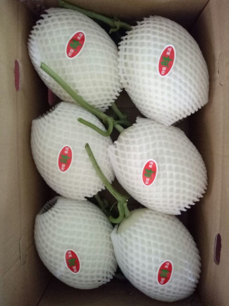 天蜜脆梨甜瓜精品1.5斤以上