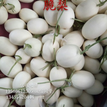 天蜜脆梨甜瓜精品1.5斤以上