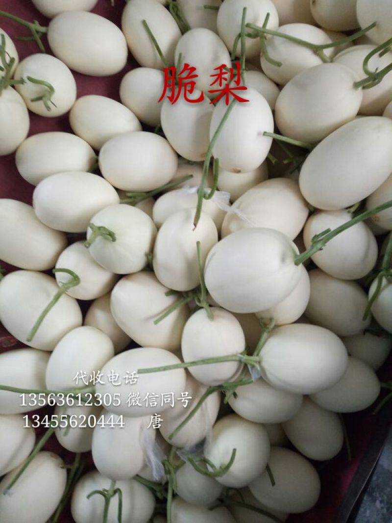天蜜脆梨甜瓜精品1.5斤以上