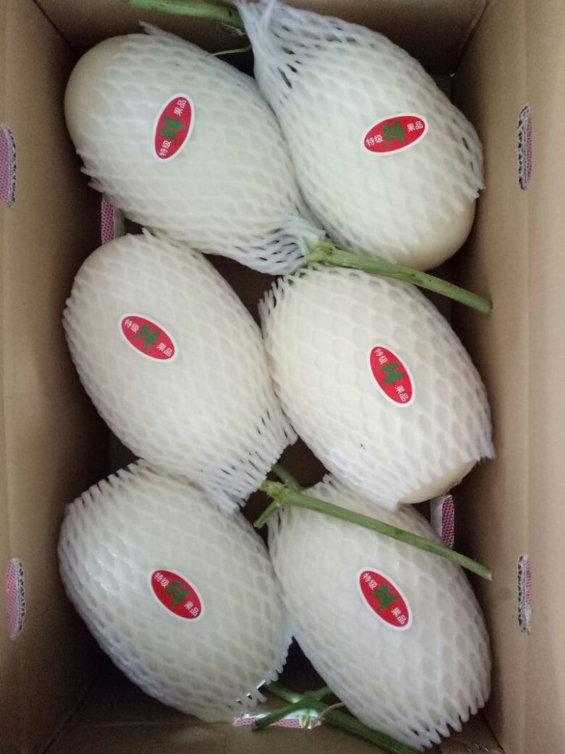 天蜜脆梨甜瓜精品1.5斤以上