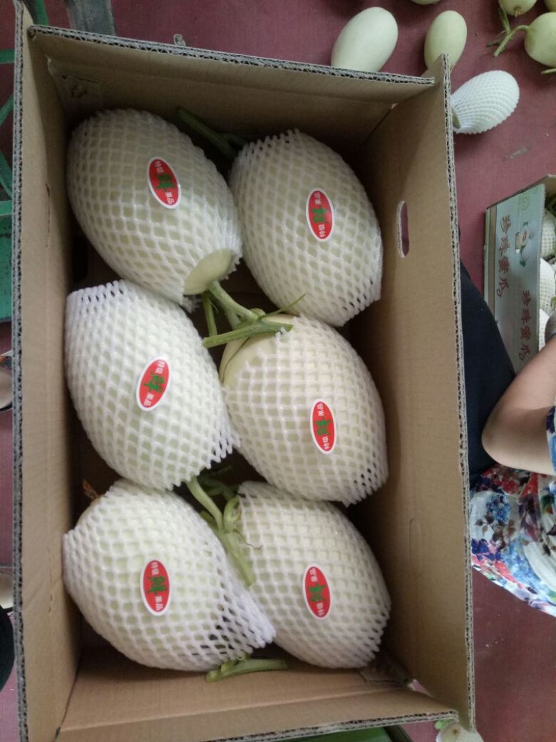 天蜜脆梨甜瓜精品1.5斤以上