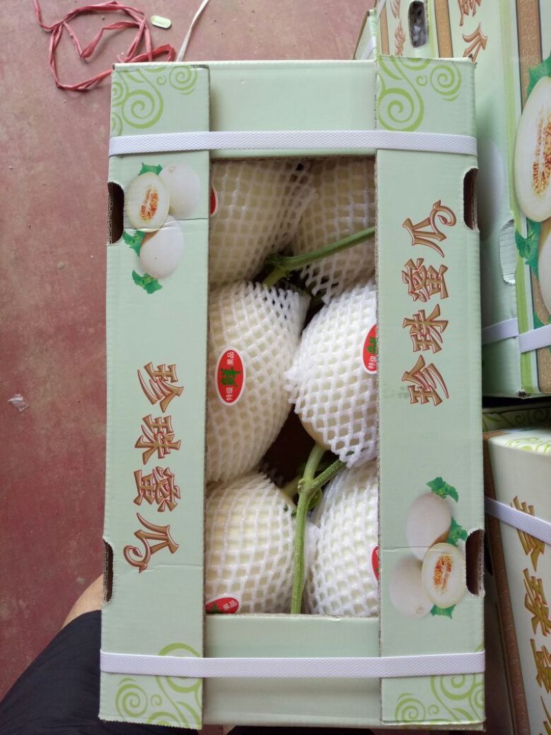 天蜜脆梨甜瓜精品1.5斤以上