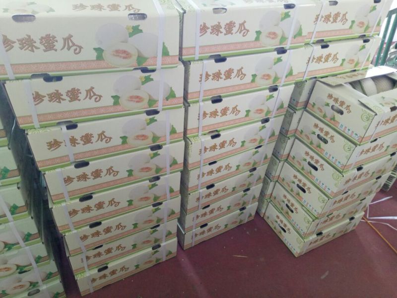 天蜜脆梨甜瓜精品1.5斤以上