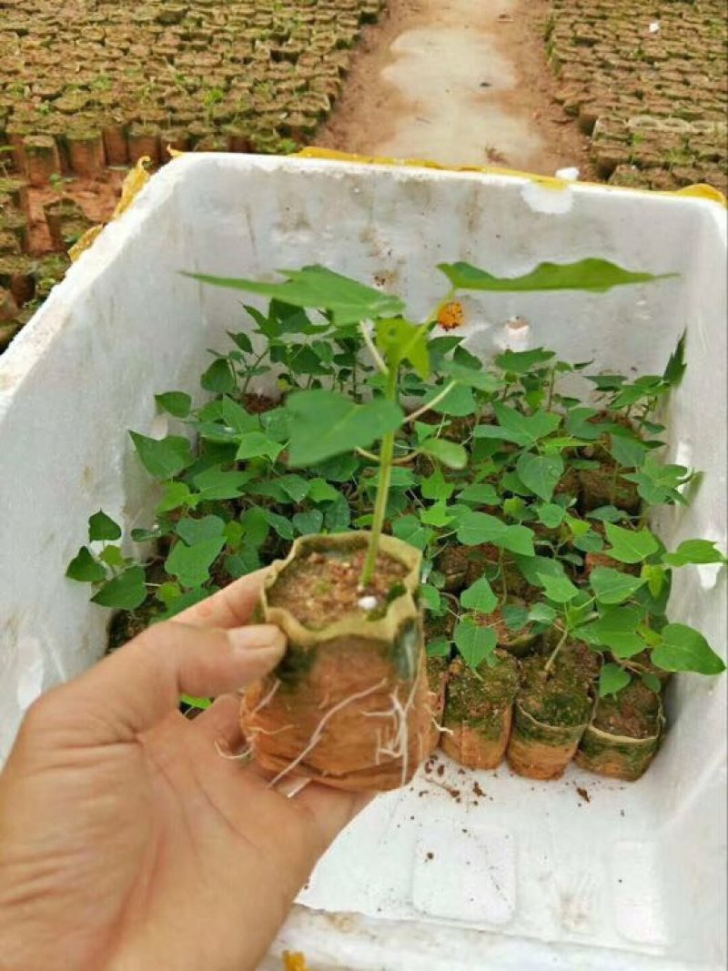 育苗袋平口型8×10可降解无纺布育苗袋