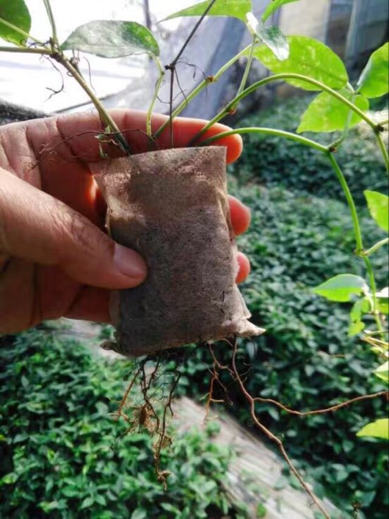 育苗袋平口型8×10可降解无纺布育苗袋