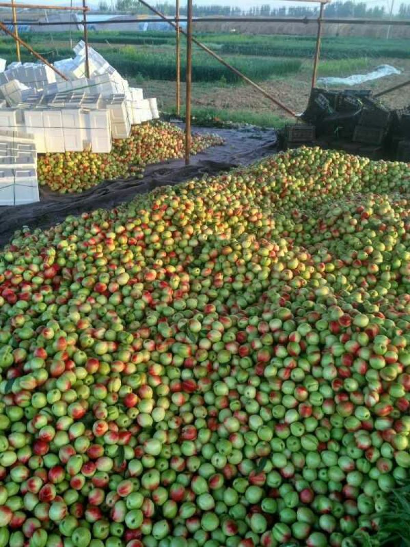 中油5号油桃2两以上预售货量充足油桃桃子