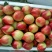 中油5号油桃2两以上预售货量充足油桃桃子