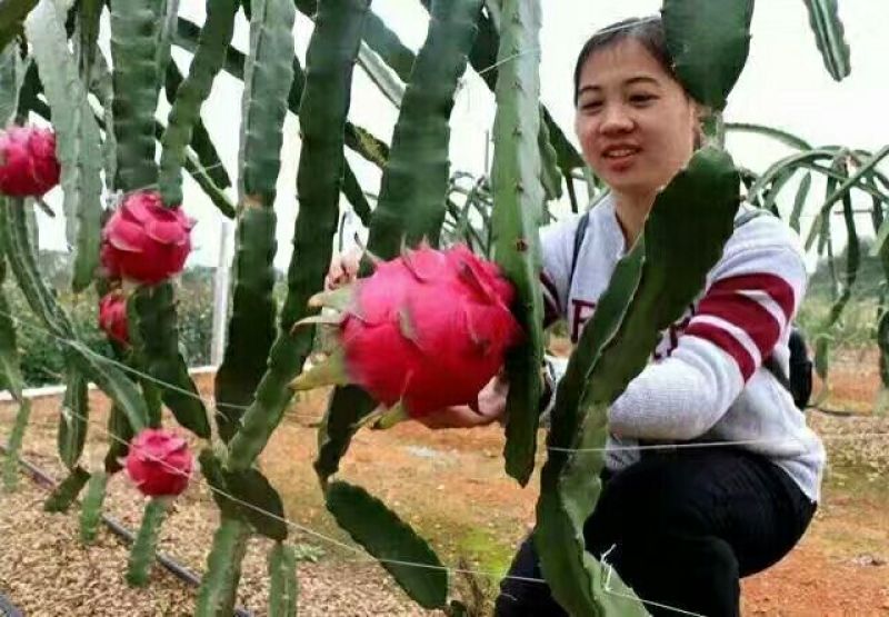 自花授粉软枝大红红心火龙果苗，大果品种，不裂果，适合采摘