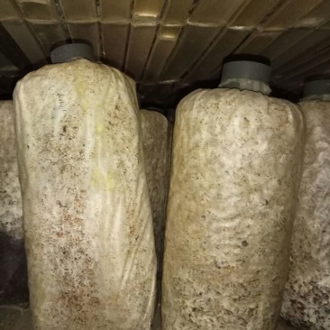 竹荪菌种竹菌菌种三级栽培种免费提供技术支持