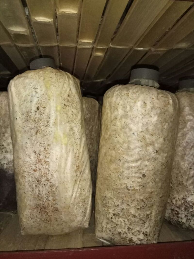 竹荪菌种竹菌菌种三级栽培种免费提供技术支持