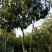 枇杷树261~300cm
