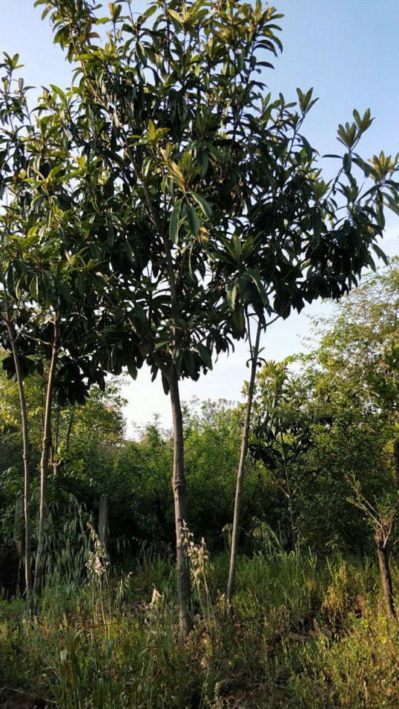 枇杷树261~300cm