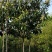 枇杷树261~300cm