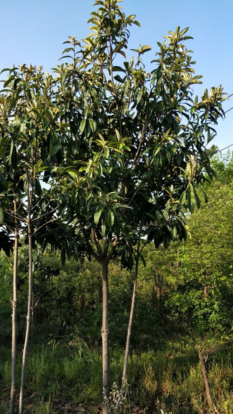 枇杷树261~300cm