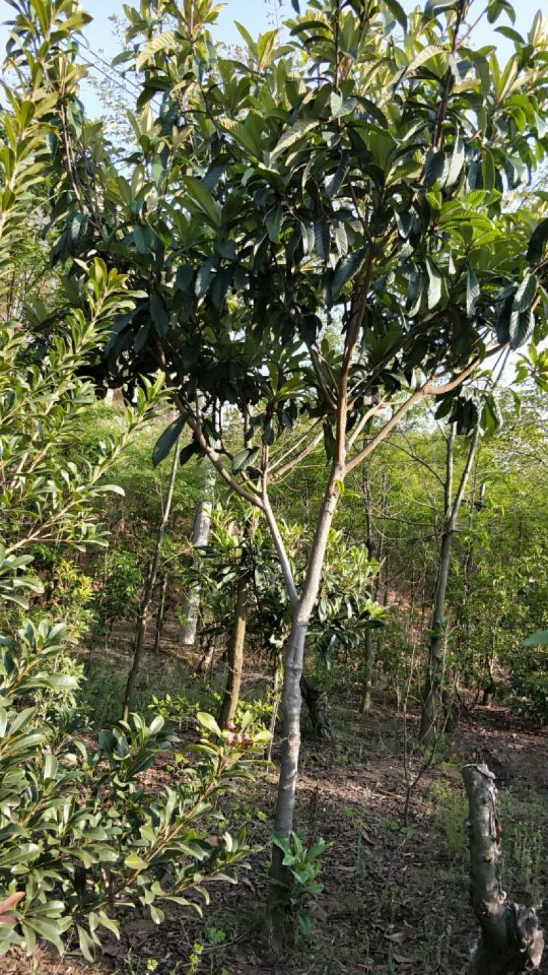 枇杷树261~300cm