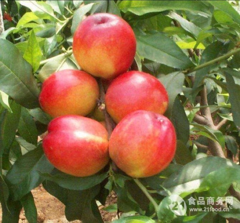 中油5号油桃2两以上陕西油桃产地油桃基地大棚油桃批发价格