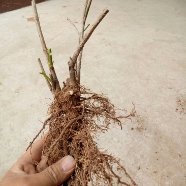 迎春花1米以下
